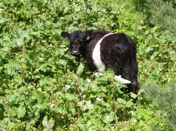 Galloway calf